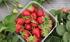 Dâu tây vào mùa ngon-bổ-rẻ, nhưng khi ăn nên nhớ kỹ điều này