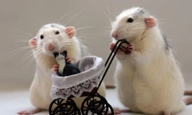 Những con giáp được thần Tình yêu ưu ái, vận đào hoa theo cả năm 2023