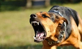 Bé trai bị chó cắn nham nhở, khâu gần 70 mũi