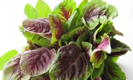 Mùa hè ăn rau dền mát bổ nhưng tuyệt đối không ăn theo cách này kẻo hại thân