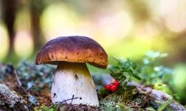 Các nhà khoa học Anh đã phát hiện ra rằng các sinh vật nấm có thể giao tiếp với bạn đồng hành của chúng thông qua các sợi nấm. (Hình ảnh lược đồ / Dazhi)