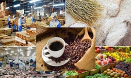 Lộ diện 'ngôi sao' sáng nhất của nông sản Việt Nam