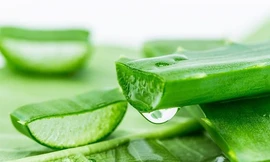 Làm đẹp bằng nha đam sai cách có thể ‘phá nát’ khuôn mặt của bạn