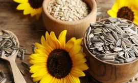 Hạt hướng dương tốt cho sức khỏe nhưng ăn quá nhiều có thể gây ra 'tác dụng phụ' kinh hoàng này