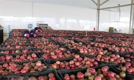 Thêm 4 mặt hàng nông sản xuất chính ngạch sang Trung Quốc