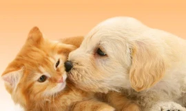 Phát động chiến dịch chấm dứt nạn buôn bán chó, mèo tại Việt Nam