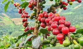 Lý do xuất khẩu cà phê, cá ngừ gặp khó 
