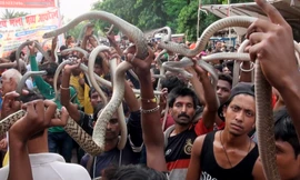 Hãi hùng lễ rước hàng trăm con rắn của người Ấn Độ