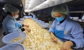 Việt Nam xuất khẩu điều nhân lớn nhất thế giới 18 năm liên tiếp 