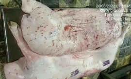 Lùm xùm thực phẩm C.P: Quy trình xử lý heo bệnh như thế nào? 