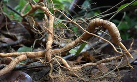 Quảng Nam bảo vệ nghiêm ngặt rừng sâm ba kích tím mới phát hiện