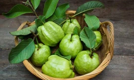 Ổi nhiều vitamin C, ăn rất tốt, nhưng ăn kiểu này thành ‘cực kỳ độc hại’