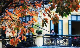 Hà Nội đẹp lạ lùng mùa cây thay lá