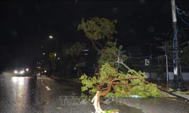 Mưa lớn, gió giật mạnh làm cây xanh gãy, đè trúng ô tô ở Bình Phước