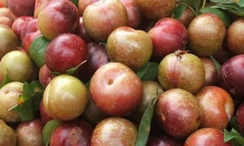 Những người ‘đại kỵ’ với mận, tuyệt đối không nên ăn kẻo 'rước thêm bệnh'