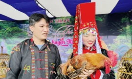 Độc đáo cuộc thi hoa hậu gà