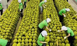 Lý do xuất khẩu rau quả Việt Nam vừa hụt thu hơn 2.800 tỷ đồng