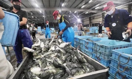 Áp thuế 46%: Hơn 37.000 tấn thủy sản Việt Nam đang trên đường sang Mỹ 