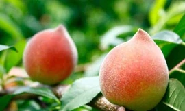 Những ‘đại kỵ’ khi ăn đào, cần tránh kẻo rước bệnh vào thân