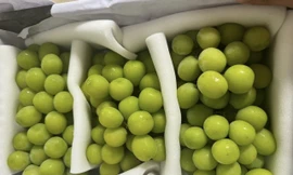 Kết quả kiểm tra nho Trung Quốc nhập vào Việt Nam