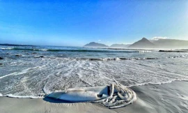Cảnh tượng hiếm thấy, xác mực khổng lồ hơn 3m trôi dạt trên bãi biển Nam Phi