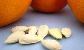 Hạt cam quýt là 'báu vật' mang lại nhiều lợi ích, nhiều người không biết thường vứt bỏ