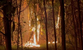 Đám cháy lá cây từ phía dưới và lan rộng tại các hàng cây dải phân cách giữa của Đại lộ Thăng Long