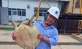 Cán bộ nhà máy Nhiệt điện Vũng Áng đưa đồi mồi đi thả về biển. Ảnh: Đ.H