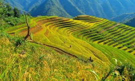 Ruộng bậc thang Mù Cang Chải được xếp hạng Di tích Quốc gia đặc biệt 