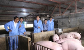 Philippines muốn mua thêm 500.000 liều vắc xin tả lợn châu Phi của Việt Nam