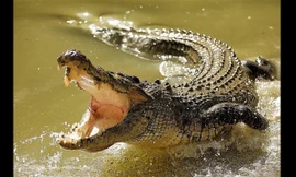 Cá sấu ‘đi lạc’ vào khu dân cư, hàng chục người cố gắng vây bắt