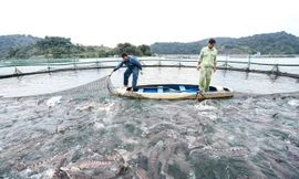 Trại cá tầm 100 tỷ đồng giữa lòng hồ thủy điện Sơn La