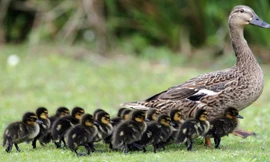 Tài xế vướng vòng lao lý vì cố tình đi qua đàn vịt