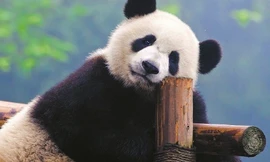 Phát hiện nhóm du khách có hành vi tồi tệ với gấu trúc