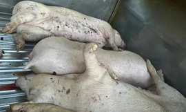 Thông tin liên quan tới heo bệnh phải tiêu hủy