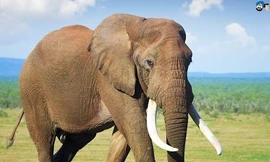 Báo động 'sốc' về voi tại Việt Nam: 200 cá thể, bảo tồn thế nào?