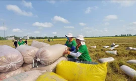 Ấn Độ dỡ lệnh cấm xuất khẩu gạo gây sức ép gì cho Việt Nam? 