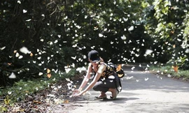 Vườn quốc gia Cúc Phương được vinh danh