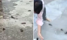 ‘Mưa cá’ bất ngờ trút tới tấp xuống thành phố Ấn Độ