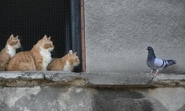 Triều Tiên tiêu huỷ mèo và chim bồ câu ở biên giới để ngăn dịch COVID-19. Ảnh: AP