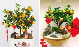 Sau khi chơi Tết, tận dụng ngay quả quất vừa tốt cho đường huyết lại khỏe cho xương