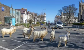 Vương quốc Anh: Thời dịch COVID-19, thành phố tan hoang vì dê núi