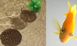 Bất ngờ với 2 loài cá có khả năng làm toán