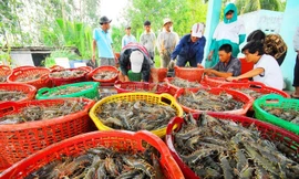 Xuất khẩu thủy sản sắp cán mốc 10 tỷ USD, lộ diện 2 mặt hàng ‘ngôi sao’