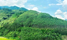 'Ông trùm' Amazon muốn mua tín chỉ carbon rừng Việt Nam 