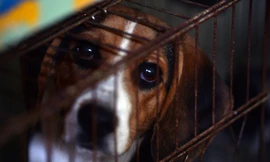 Một chú chó bị nhốt tại Hàn Quốc. Ảnh minh họa: Herald DB