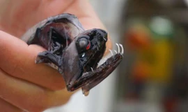 Hình ảnh loài cá rồng biển sâu với bộ răng trong suốt.