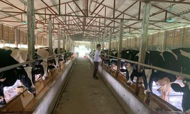 Làng 'vàng trắng' tỷ phú ven sông Hồng, 1 năm chia nhau 400 tỷ