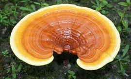 Nấm linh chi đại bổ cũng có thể hóa ‘chất độc chết người’ nếu dùng sai cách