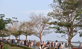 Cận cảnh hàng hoa kèn hồng bên sông Tiền nổi rần rần trên mạng 